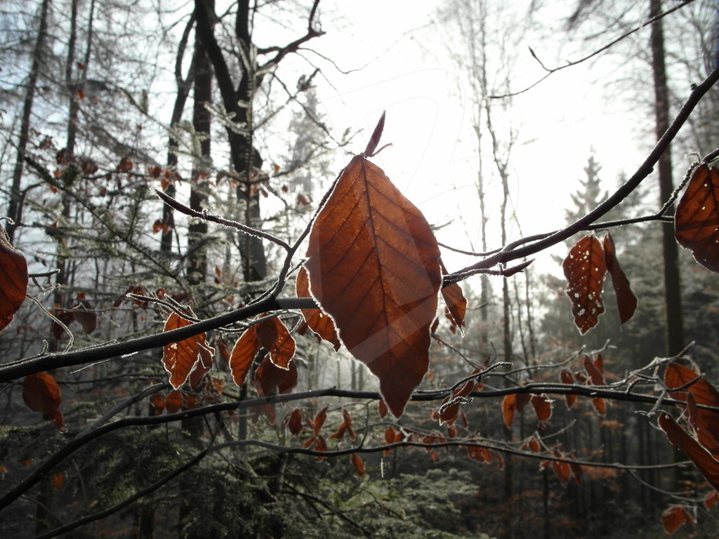 Held in place | Held by frost. Not gone. - Realisiert mit Pictrs.com