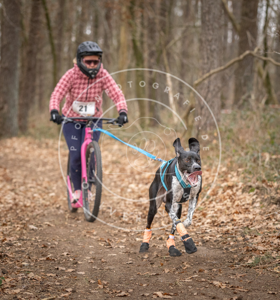Pfotenfotografie_DV3A7536 | Hundefotografie, Tierfotograf, Pfotenfotografie, Fotoshooting Hund, Hunde Portrait, Hundesport, Hundeportraits, Heideshooting, Hunde, Sportfotograf, Hundefotograf, Turnierhundsport, THS,  - Realisiert mit Pictrs.com