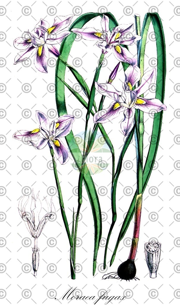 HistAbb_wfo-0000473257_1_ENZY_Simple | Historische Abbildung von Moraea fugax - Iridaceae | Historical Illustration of Moraea fugax - Iridaceae