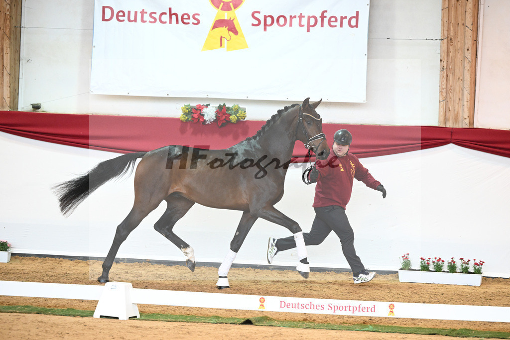 Kat-Nr. 62 Zackerey x Negro_Schep_43231047 | hf-fotografie - Realisiert mit Pictrs.com