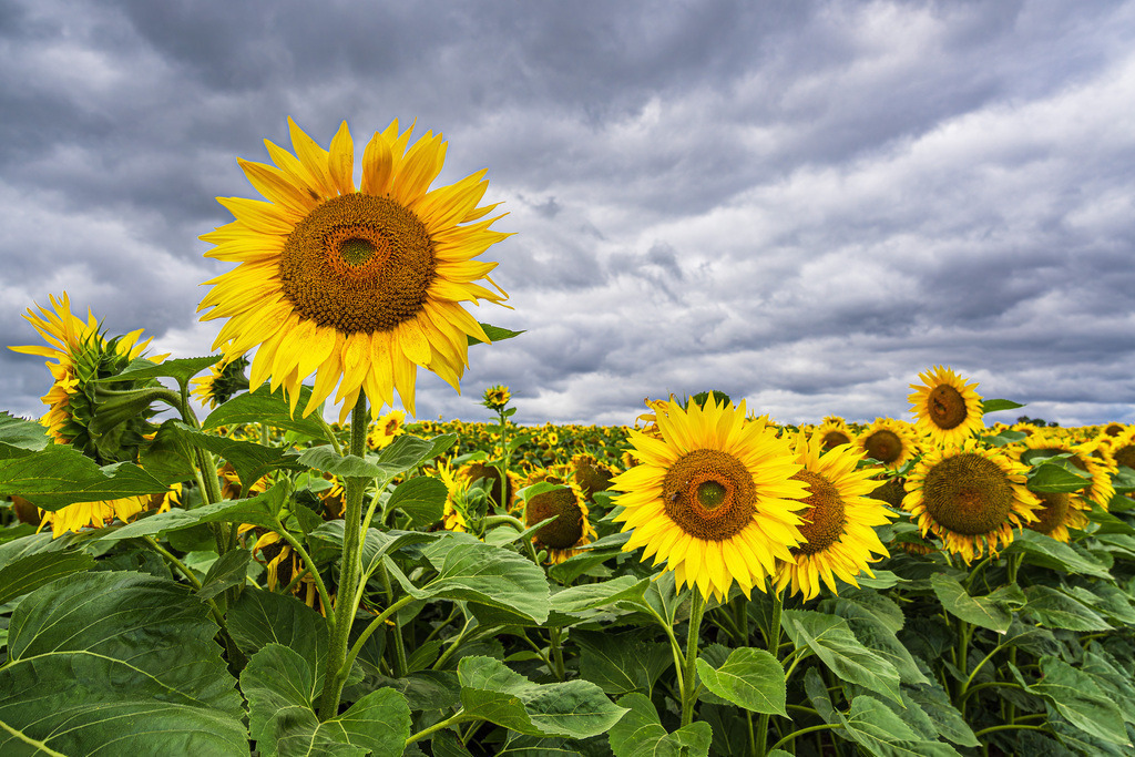 Sonnenblumenfeld zwischen Stäbelow und Clausdorf bei Rostock | Sonnenblumenfeld zwischen Stäbelow und Clausdorf bei Rostock.