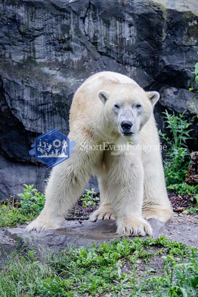 IMG_5914 | SportEventFotografie - Roman Stoiber