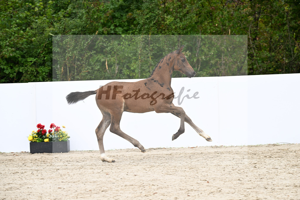 Vivaldos x Lorentin I_HF_Diez_23250454 | hf-fotografie - Realizzato con Pictrs.com