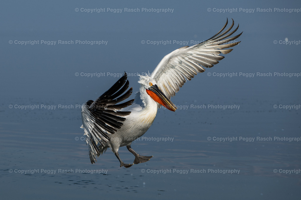 Pelikan_2023 (10) | PeggyRaschPhotography - Realisiert mit Pictrs.com