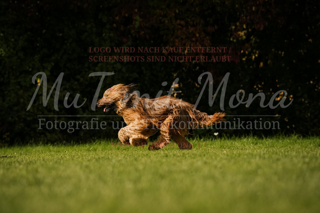 20251005_THS_Turnier-763 | MuT (Mensch und Tier) mit Mona - Fotografie und Tierkommunikation - Realisiert mit Pictrs.com