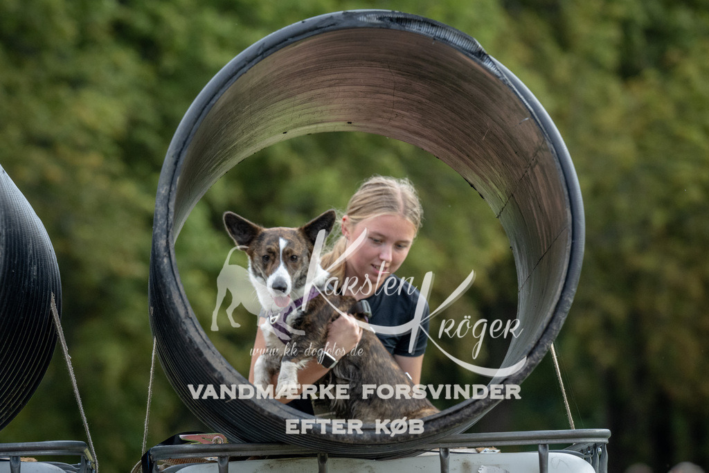 1033_ZZ92393 | kk-dogfotos