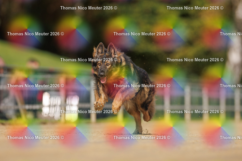 Thomas_Nico_Meuter(C)_03. Oktober 2026_223A3216 | Bild von Thomas Nico Meuter - Realisiert mit Pictrs.com