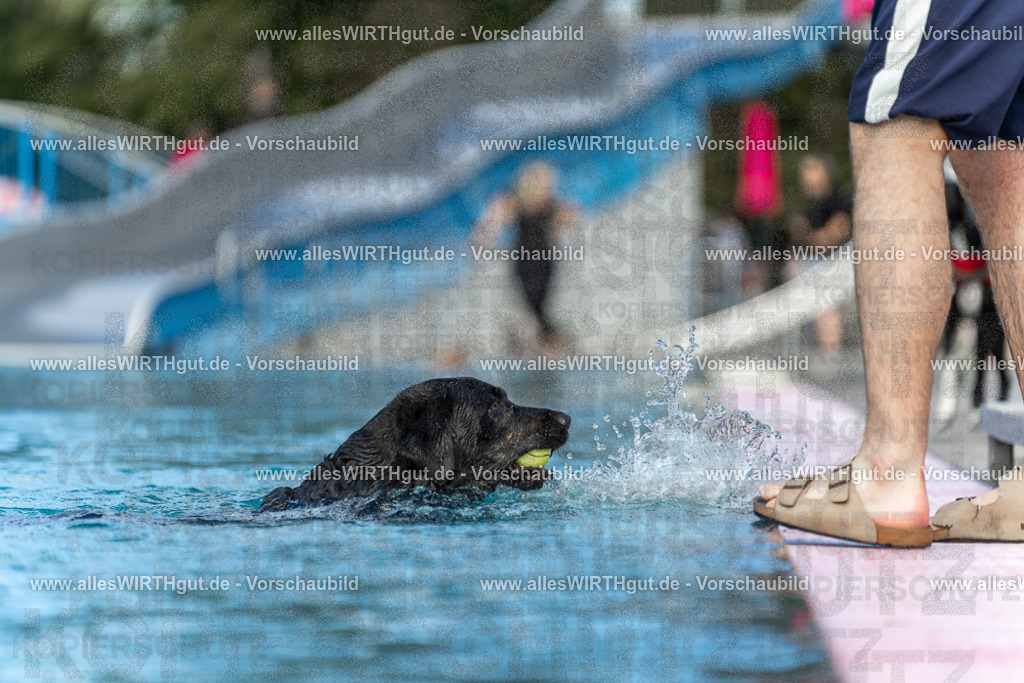 Hundeschwimmen_Volksbad_2026-allesWIRTHgut_Tierfotografie-2609061501-7R501277 | Professionelle Tierfotografie in Mönchengladbach von Daniel Wirth (allesWIRTHgut). Liebevolle & natürliche Bilder von Hunden & Katzen für unvergessliche Erinnerungen.