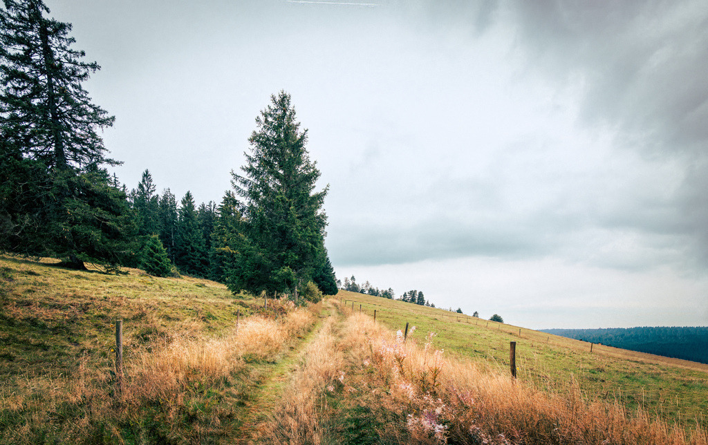Ein typischer Wanderweg auf naturbelassener Wiesenweg,Todtmoos,Schwarzwald | Eine typische Landschaft im Schwarzwald (Baden-Württemberg, Deutschland).Der Bildausschnitt fängt eine charakteristische Hochfläche bzw. Weidelandschaft (Grindenlandschaft) ein. Zu sehen ist ein naturbelassener Wiesenweg, der flankiert von Weidezäunen und vereinzelten Nadelbäumen (Fichten) sanft einen Hügel hinauf führt, unter einem wolkenverhangenen, atmosphärischen Himmel. Ein solches Landschaftsbild ist repräsentativ für beliebte Wanderregionen im Hochschwarzwald, wie etwa entlang des bekannten Schluchtensteigs oder in der Umgebung von Bernau und Todtmoos. - Realisiert mit Pictrs.com