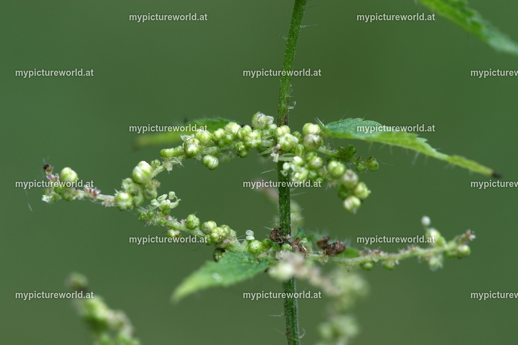 Große Brennnessel-005 | männliche Pflanze - Realisiert mit Pictrs.com