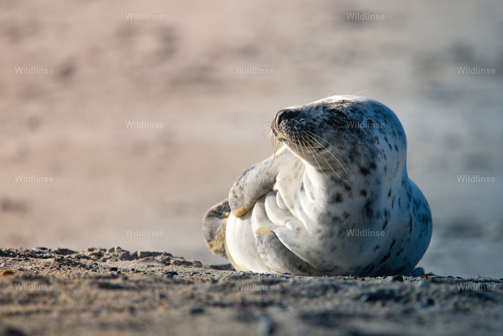Wildlinse-240414-1 | Willkommen bei Wildlinse. Wildtierfotografien aus Schleswig-Holstein: Entdecke einzigartige Fine-Art-Prints und Poster, die Ruhe, Wildnis und die Schönheit unserer heimischen Tierwelt in dein Zuhause bringen. - Realisiert mit Pictrs.com