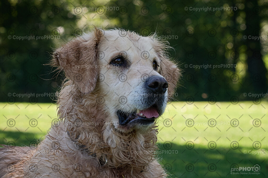 074_202509_4Hundebadetag_NZ9_2334 | proPHOTO - Realisiert mit Pictrs.com