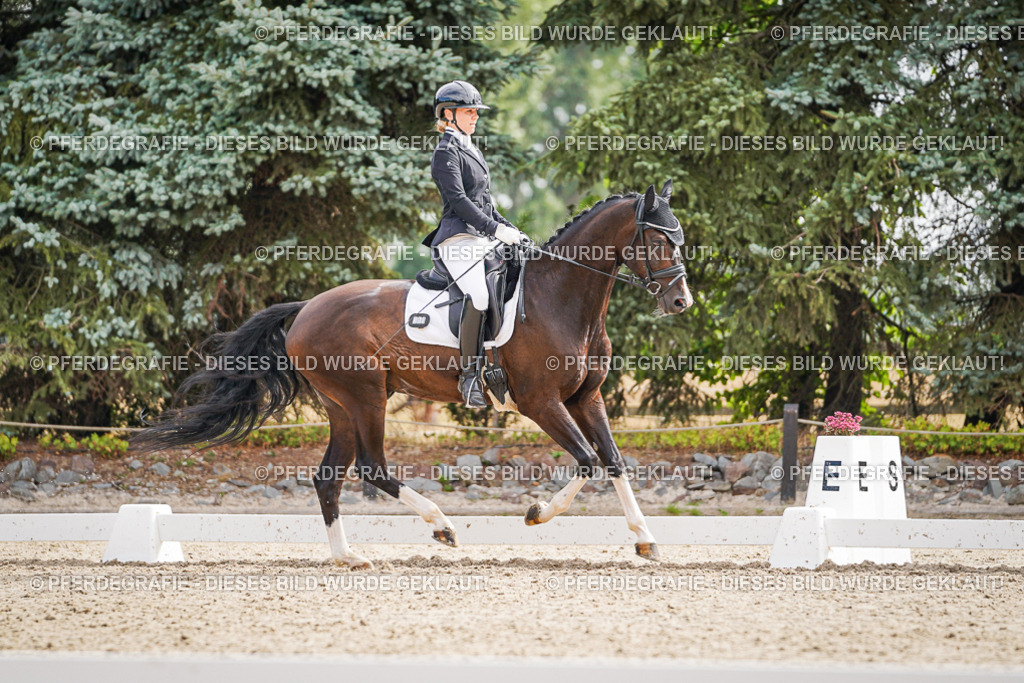 DSC01679 | Pferdegrafie