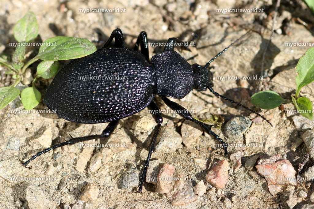Carabus gigas-003 | Das Bilderarchiv über Tiere, Planzen und Landschaften. In der Bilddatenbank finden Sie ein große Auswahl an hochwertigen Bilder für Ihre Werbung - Realisiert mit Pictrs.com