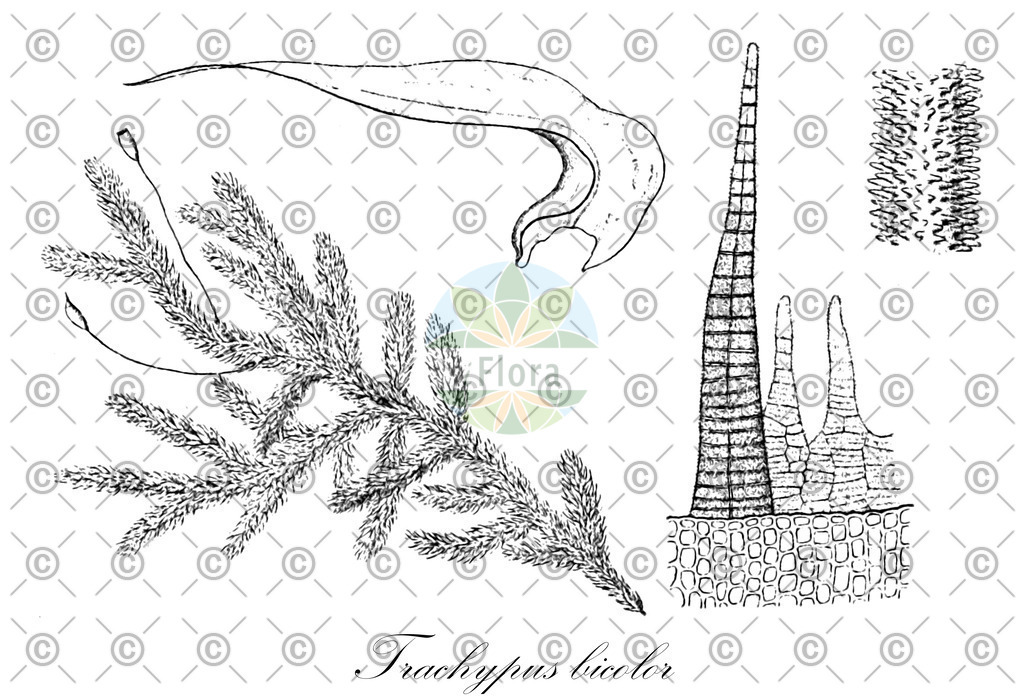 HistAbb_wfo-0000411397_1_ENZY_Simple | Historische Abbildung von Trachypus bicolor - Meteoriaceae | Historical Illustration of Trachypus bicolor - Meteoriaceae