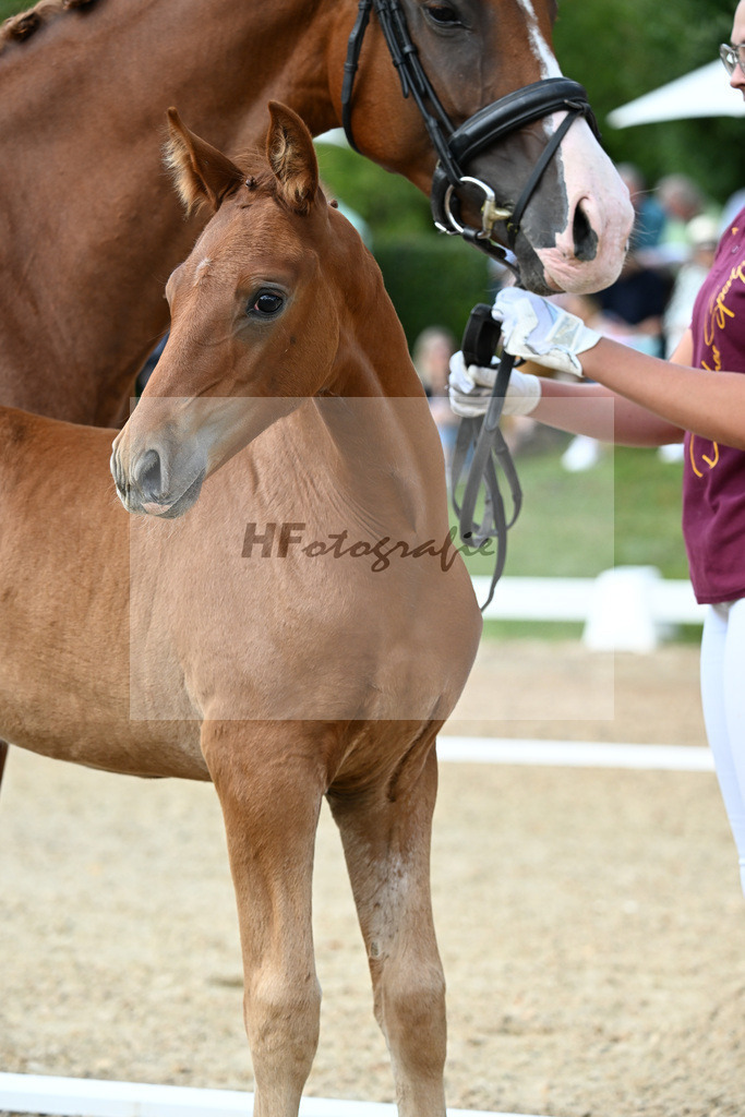 Kat-Nr. 11 Va Bene x Sezuans Donnerhall_HF_Boehm_29250387 | hf-fotografie - Realisiert mit Pictrs.com