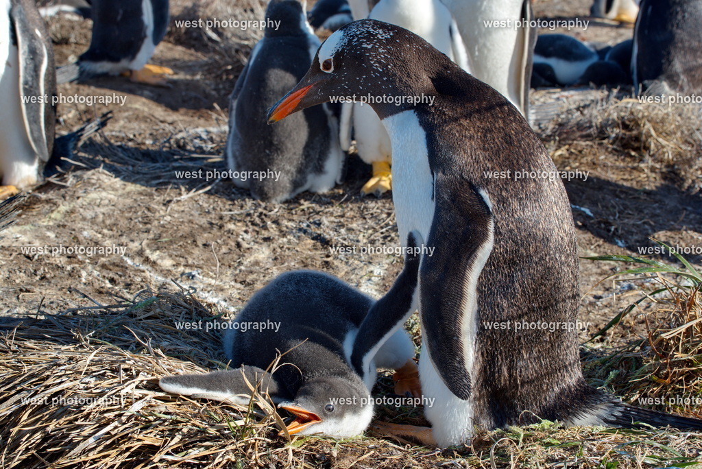 Gentoo Penguin with Chicks 1 SLI - FLK 2014 | west photography - Realisiert mit Pictrs.com