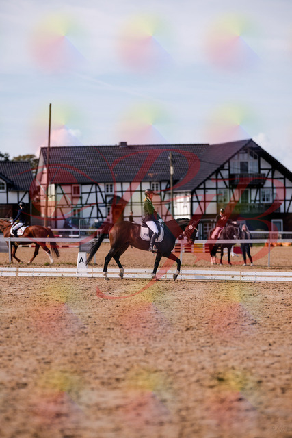 2026_10_03_Siefer-Hof_132555_Z81_78069947 | Professionelle Reitsport-, Turnier- und Eventfotografie von Robert Broda. Galerien mit ausgewählten und bearbeiteten Bildern direkt online ansehen und bestellen.