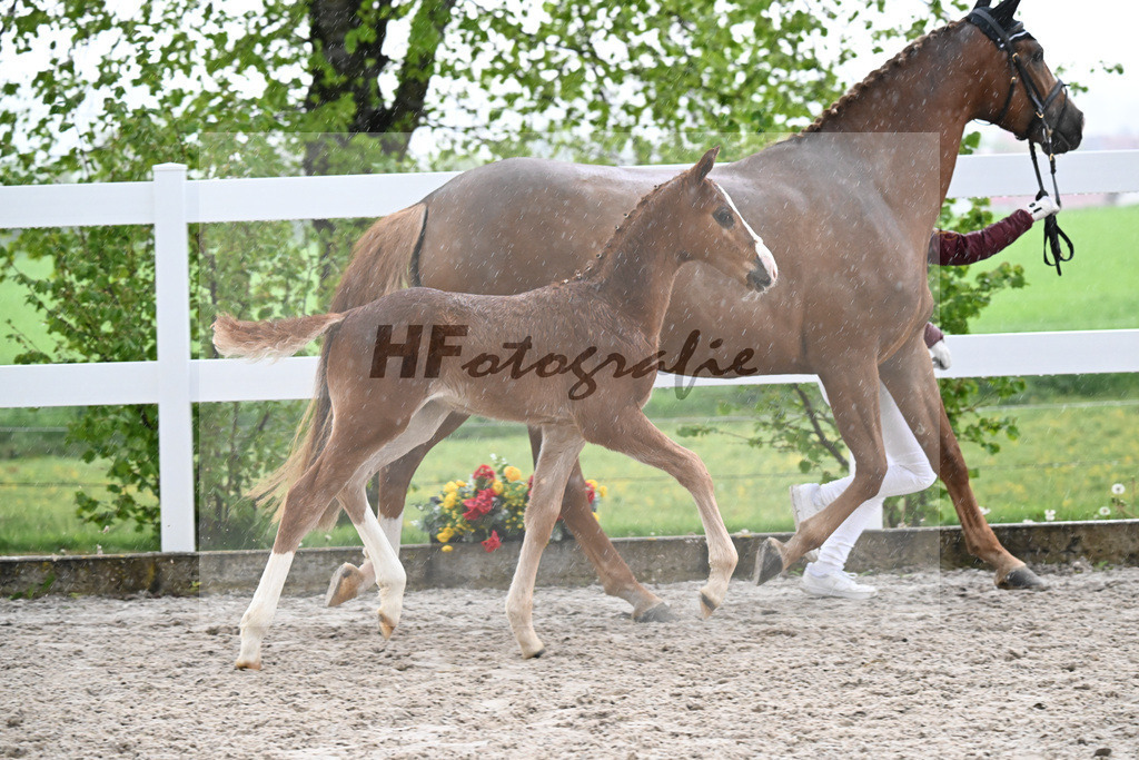 Kat-Nr. 33 HF Ermitage Kalone x Tobago Z_Gaub_23261264 | hf-fotografie - Realisiert mit Pictrs.com