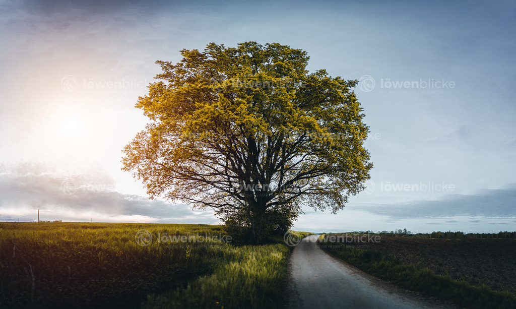 Große Eiche bei Heiningen | löwenblicke | shop