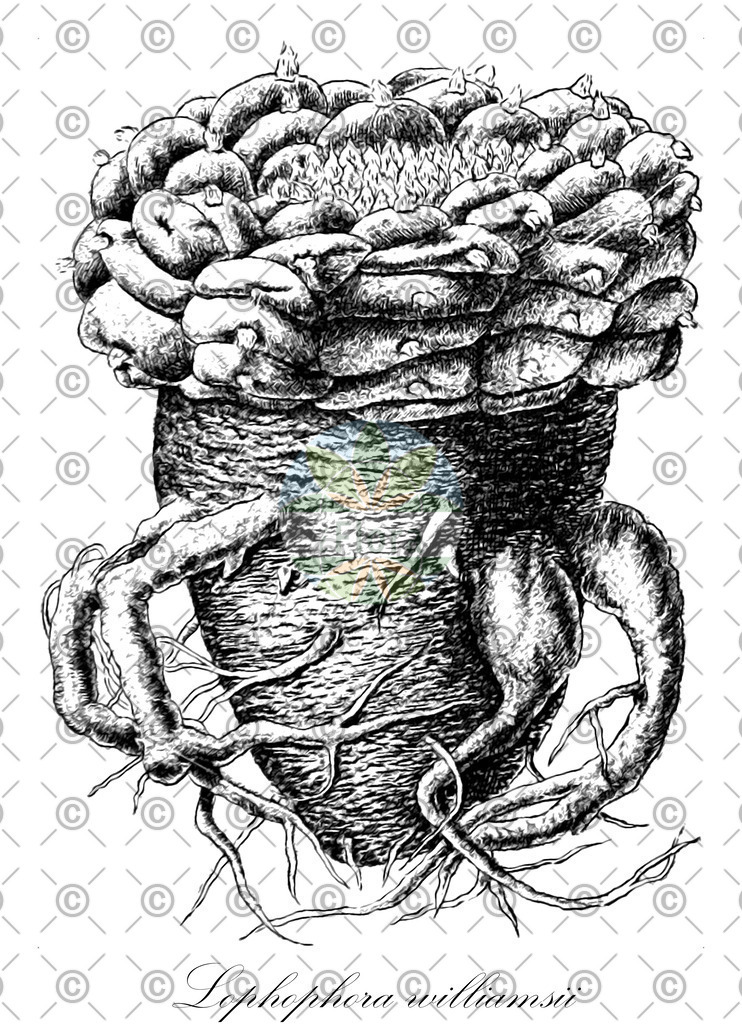 HistAbb_wfo-0001423754_1_ENZY_Simple | Historische Abbildung von Lophophora williamsii - Cactaceae (Lophophora;Pellote;Peyote) | Historical Illustration of Lophophora williamsii - Cactaceae (divine cactus)