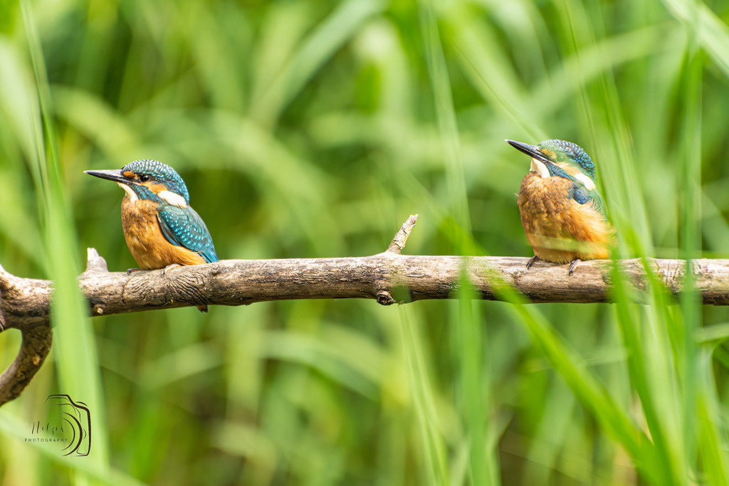 Eisvogel-8537-Verbessert-RR-Bearbeitet | Holzisphotography, Landschaftsfotografie, Wildlifefotogorafie - Realisiert mit Pictrs.com