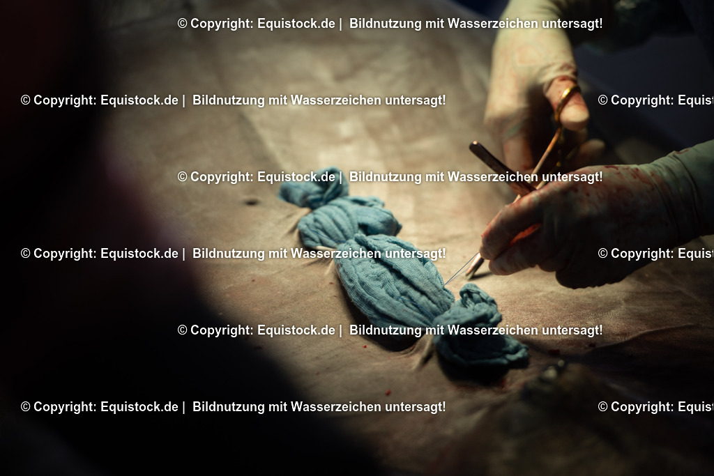 20191022_Kolik_OP_0127 | equistock