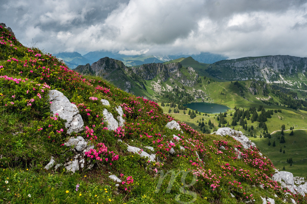 alpine roses in Diemtigtal with Seebergsee in the Bernese Alps | Die ideale Geschenkidee für Naturliebhaber. Naturbilder von Marcel Gross Photography für ihr Zuhause in den verschiedensten Formaten und Materialien. - Realisiert mit Pictrs.com