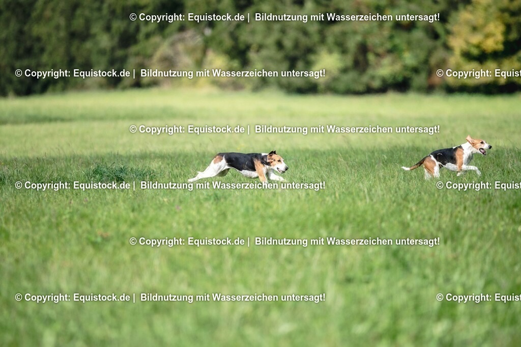 20251011_Jagd-Marbach_0212 | Foto: Thomas Hartig