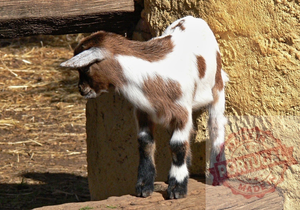 Little kid goat exploring a farm environment | Kid goat with brown and white fur standing on a wooden beam in a farm - Realisiert mit Pictrs.com