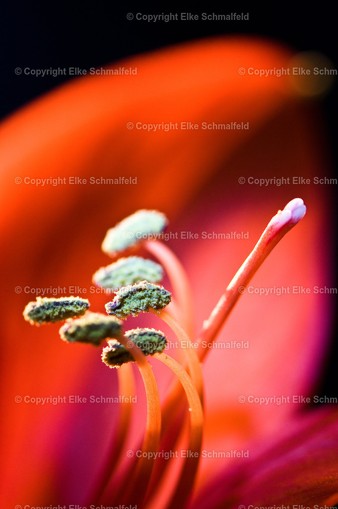 Bluetenreise-Rot-05 | Elke Schmalfeld - Realisiert mit Pictrs.com
