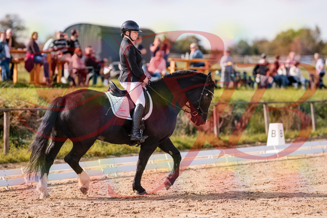 2026_10_03_Siefer-Hof_120659_Z81_08402981 | Professionelle Reitsport-, Turnier- und Eventfotografie von Robert Broda. Galerien mit ausgewählten und bearbeiteten Bildern direkt online ansehen und bestellen.