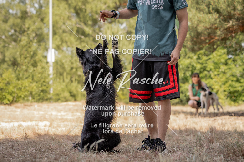 nelerasche_soDD2_341 | nelerasche