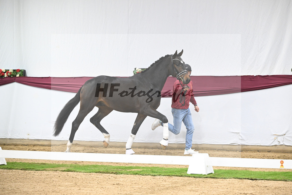 Kat-Nr. 127 Fair Deal x Sir Donnerhall I_Dr. Sarah Brendl_47254216 | hf-fotografie - Realisiert mit Pictrs.com