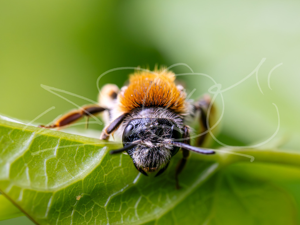Waldbiene | Naturschönheiten aus Deutschland. Pflanzen und Tiere, Insekten und Naturschauspiele. Alle schönen Details, die uns umgeben, fotografiert von Michi Moc.  - Realisiert mit Pictrs.com