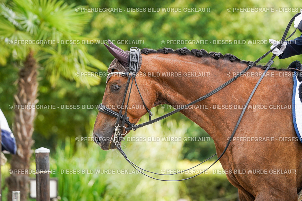 DSC07029 | Pferdegrafie