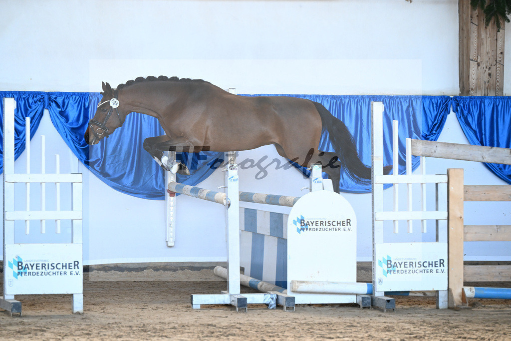 Kat-Nr. 6 Zamperl v. Zeus_Dobner_9260174 | hf-fotografie - Realisiert mit Pictrs.com