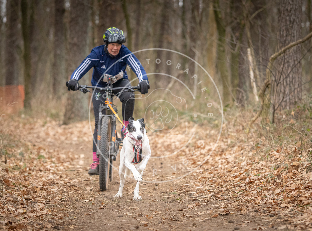 Pfotenfotografie_DV3A5385 | Hundefotografie, Tierfotograf, Pfotenfotografie, Fotoshooting Hund, Hunde Portrait, Hundesport, Hundeportraits, Heideshooting, Hunde, Sportfotograf, Hundefotograf, Turnierhundsport, THS,  - Realisiert mit Pictrs.com