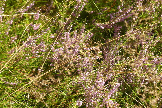 Besenheide | Verkauf von Fotos und  Videoclips zumThema Natur.Motive sind Pflanzen, Tiere, Landschaftenund Wetter - Realisiert mit Pictrs.com