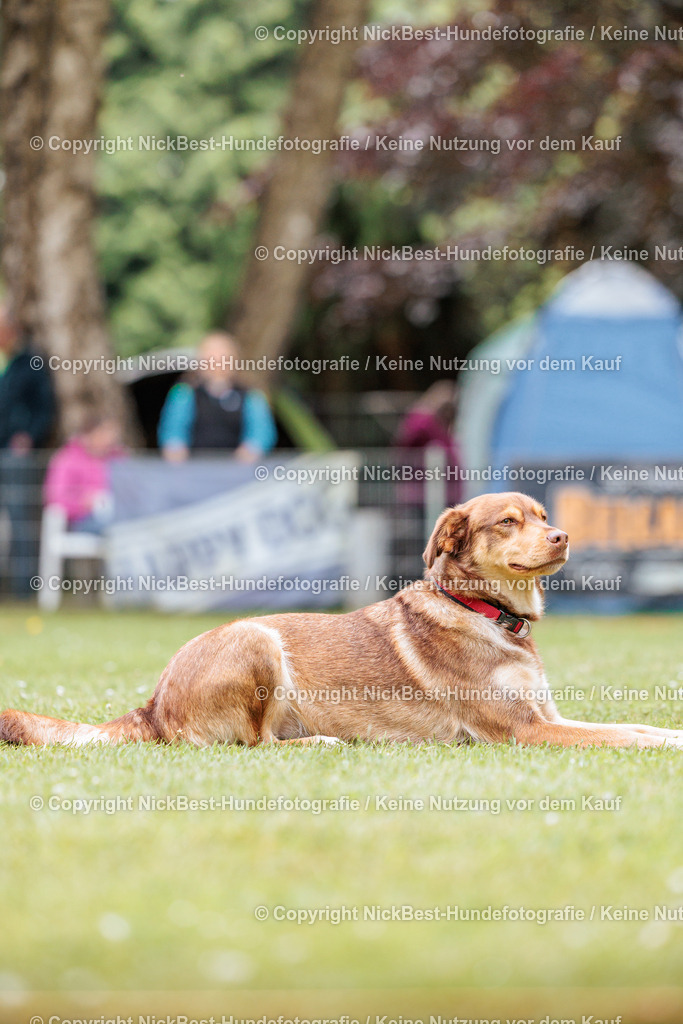 RO-Blumenthal-2026-Nickbest-Hundefotografie-2748 | Dein Hund! Dein Moment! Deine Erinnerungen! Hundefotografie in Bremen Blumenthal. Ich fange die besonderen Momente deines Vierbeiners ein – ob Indoor mit Blitzanlage oder in der freien Natur. Sicher dir dein Moment und dein Termin für eure Erinnerungen.