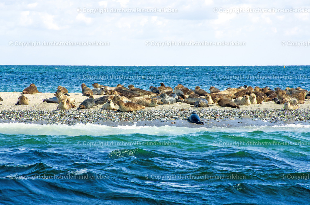 Robben auf Bosserne Rev | Robben auf Bosserne Rev nahe der Insel Samsø im Kattegat. Von Langøre aus ist diese Stelle mit dem Boot zu erreichen. - Realisiert mit Pictrs.com