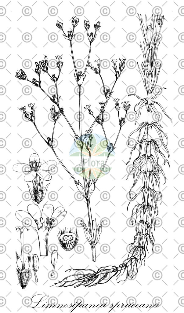HistAbb_wfo-0001253683_1_ENZY_Simple | Historische Abbildung von Limnosipanea spruceana - Rubiaceae | Historical Illustration of Limnosipanea spruceana - Rubiaceae