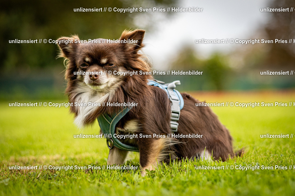 Sven Pries | 2024-09-22 - Hunderennen Baden-BadenPudelverein - Realisiert mit Pictrs.com