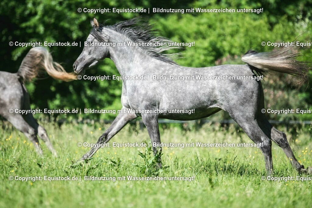 20210617_Araber_Marbach_Koppel_0055 | Foto: Thomas Hartig