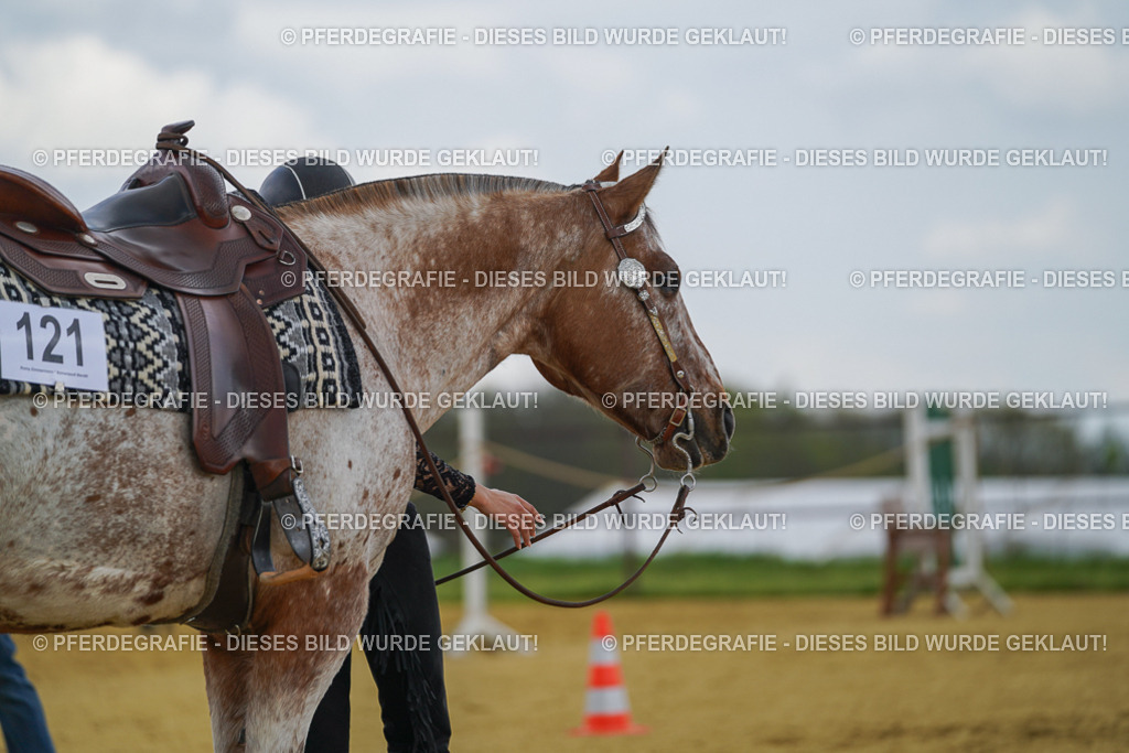 DSC05804 | Pferdegrafie