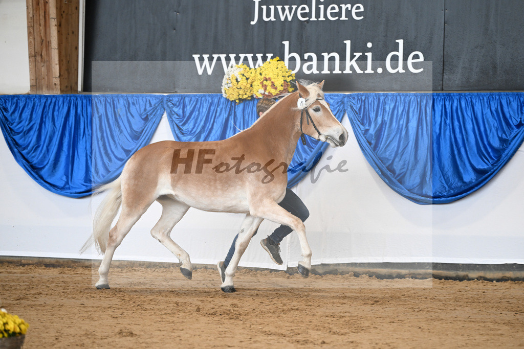 Bl. Band Kat-Nr. 4 Lavanna KF v. Stubenkoenig_Karsten_48251254 | hf-fotografie - Realisiert mit Pictrs.com