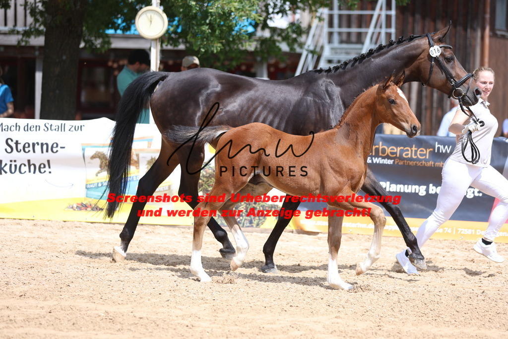 Fohlenschau_Schwäbisch_Hall_dressurbetonte_Fohlen_KN 16_7 | lmwpictures - Realisiert mit Pictrs.com
