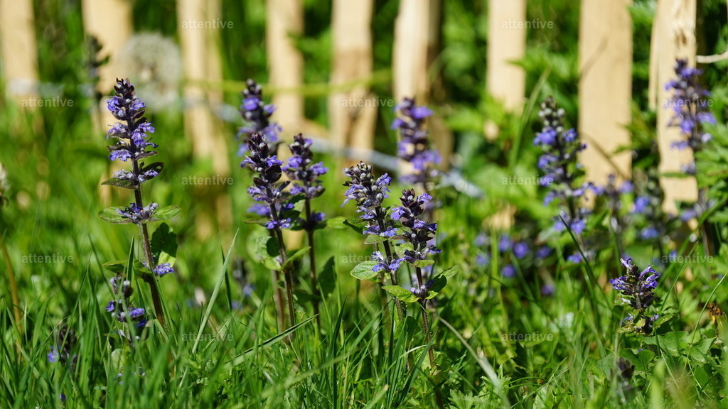 Wilder Garten | Westerwald, Deutschland - Realisiert mit Pictrs.com