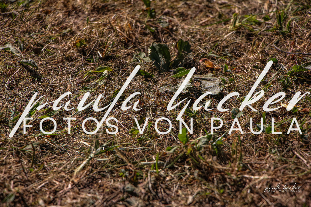 IMG_0134 | Erleben Sie dynamische Sport- und emotionale Tierfotografie in Süddeutschland mit Fotos von Paula. Spezialisiert auf Pferde- und Hundefotografie sowie Sportevents. Kontaktieren Sie mich für einzigartige und ausdrucksstarke Bilder Ihrer besonderen Momente. - Realisiert mit Pictrs.com