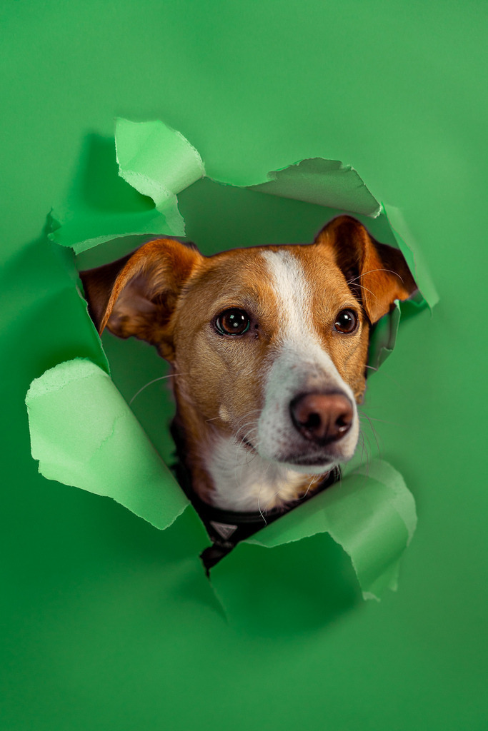 allesWIRTHgut Tierfotografie - 7IV03922 | Professionelle Tierfotografie in Mönchengladbach von Daniel Wirth (allesWIRTHgut). Liebevolle & natürliche Bilder von Hunden & Katzen für unvergessliche Erinnerungen.